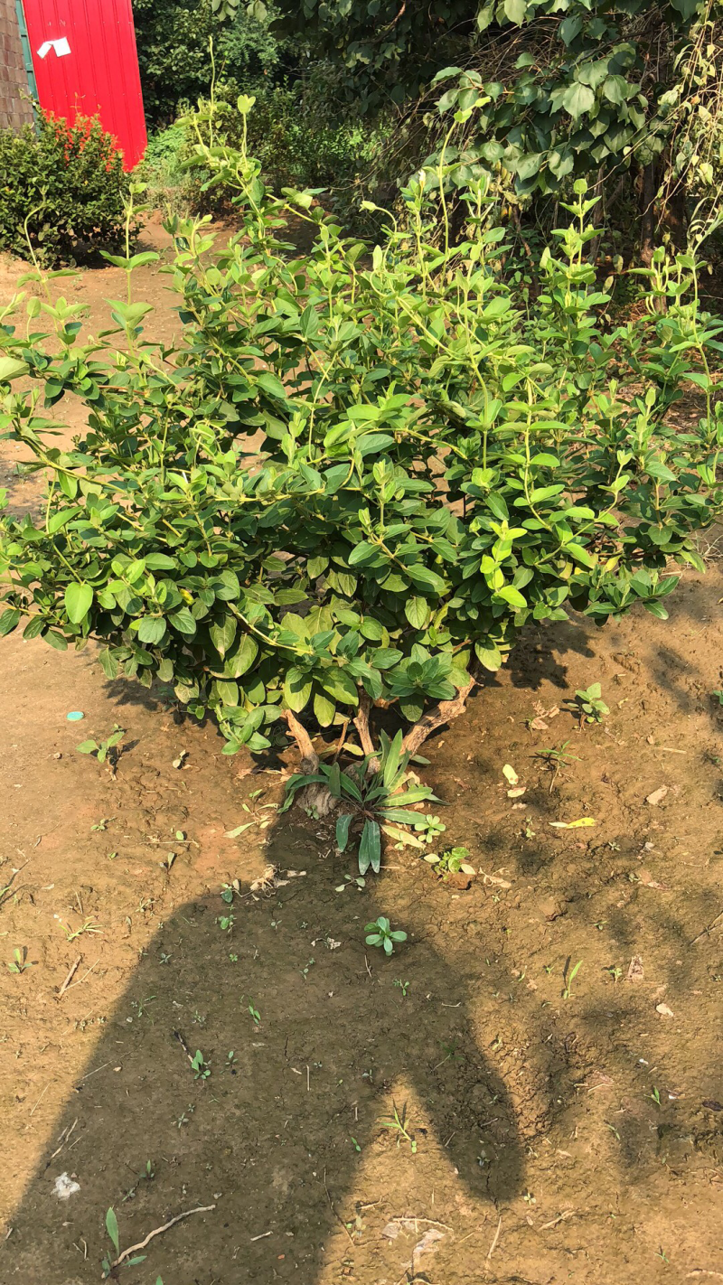巨鹿艺源金银花枸杞种植园