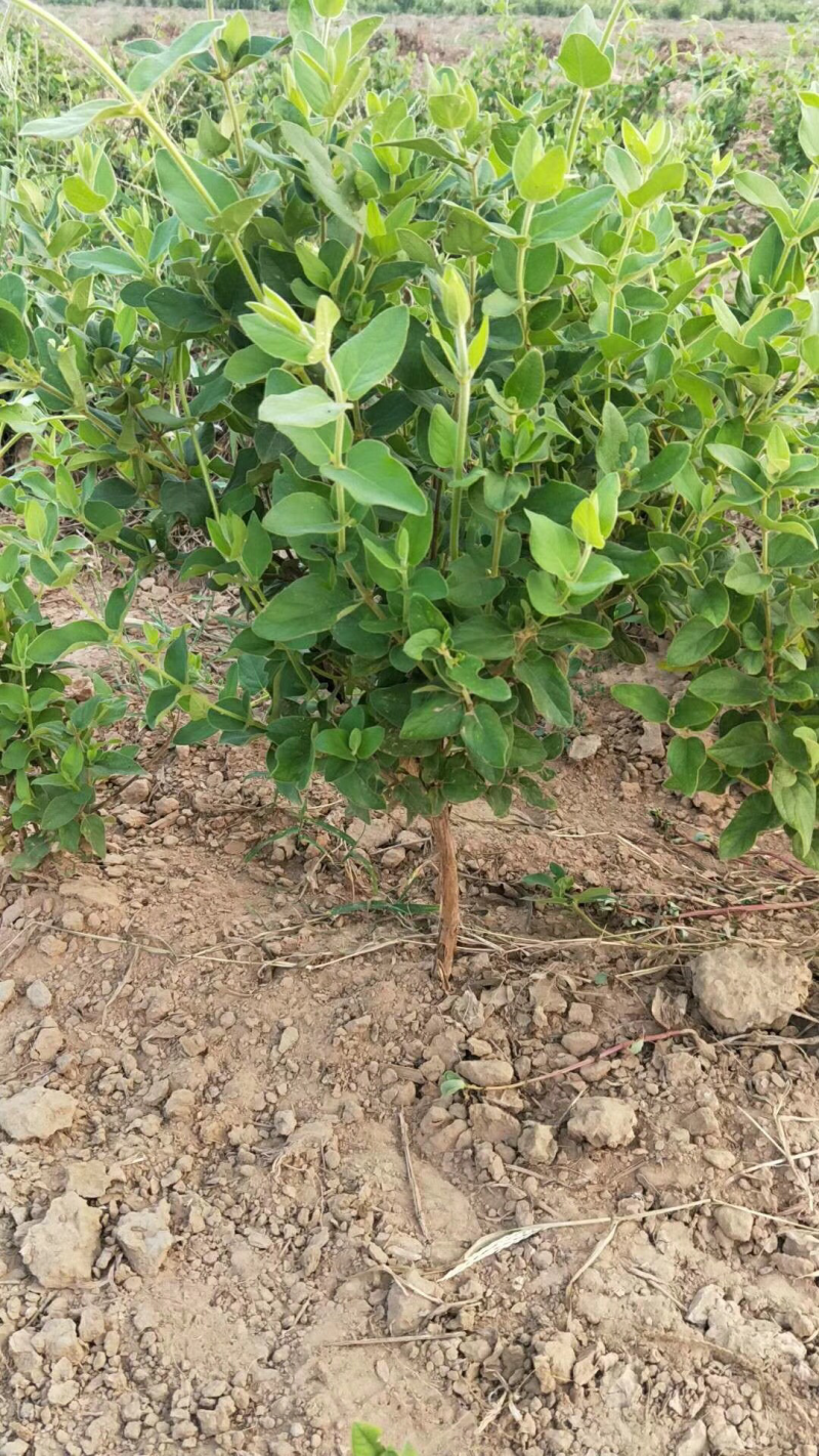 巨鹿艺源金银花枸杞种植园