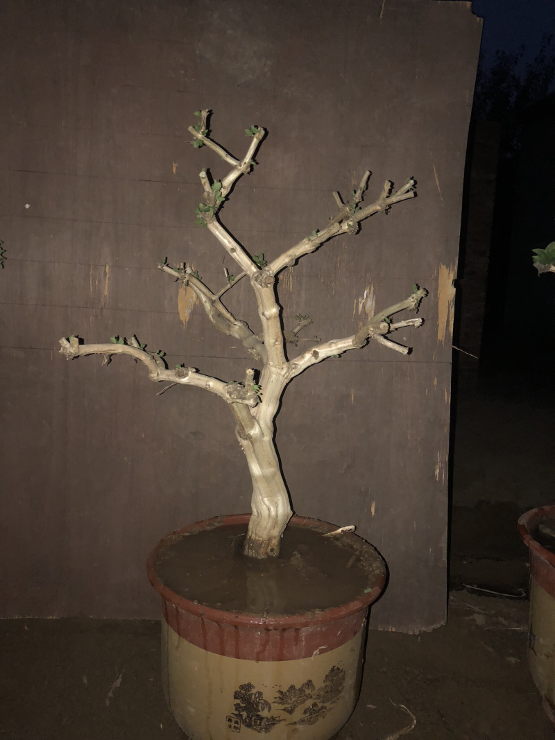 巨鹿艺源金银花枸杞种植园