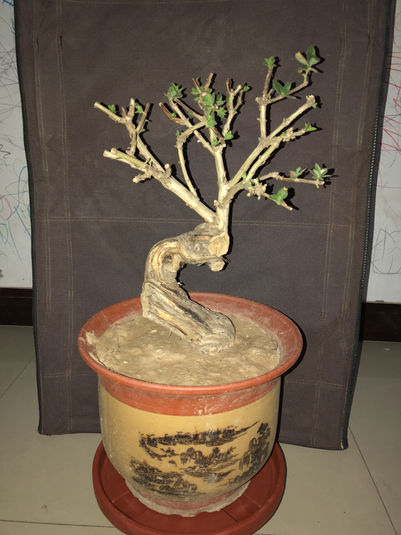 巨鹿艺源金银花枸杞种植园