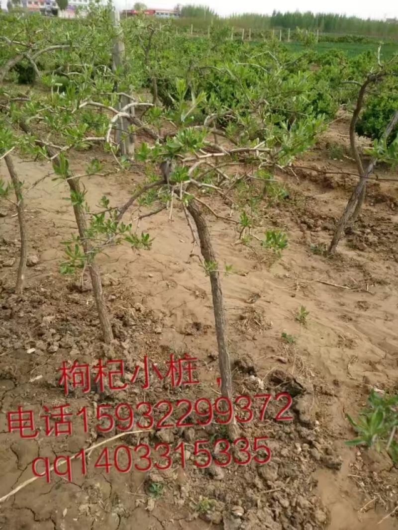 巨鹿艺源金银花枸杞种植园