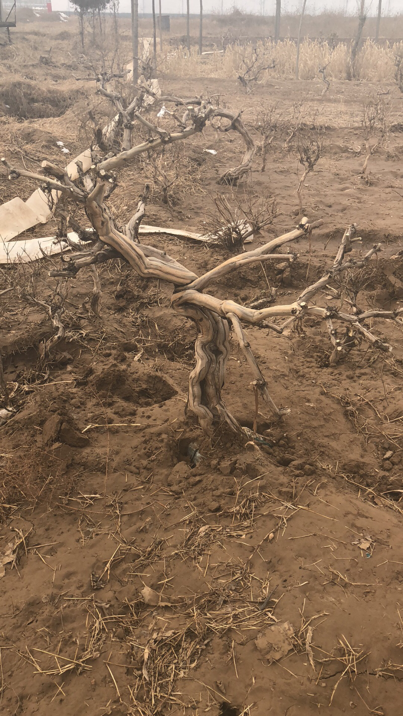 巨鹿艺源金银花枸杞种植园