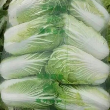 黄心菜白菜4~6斤