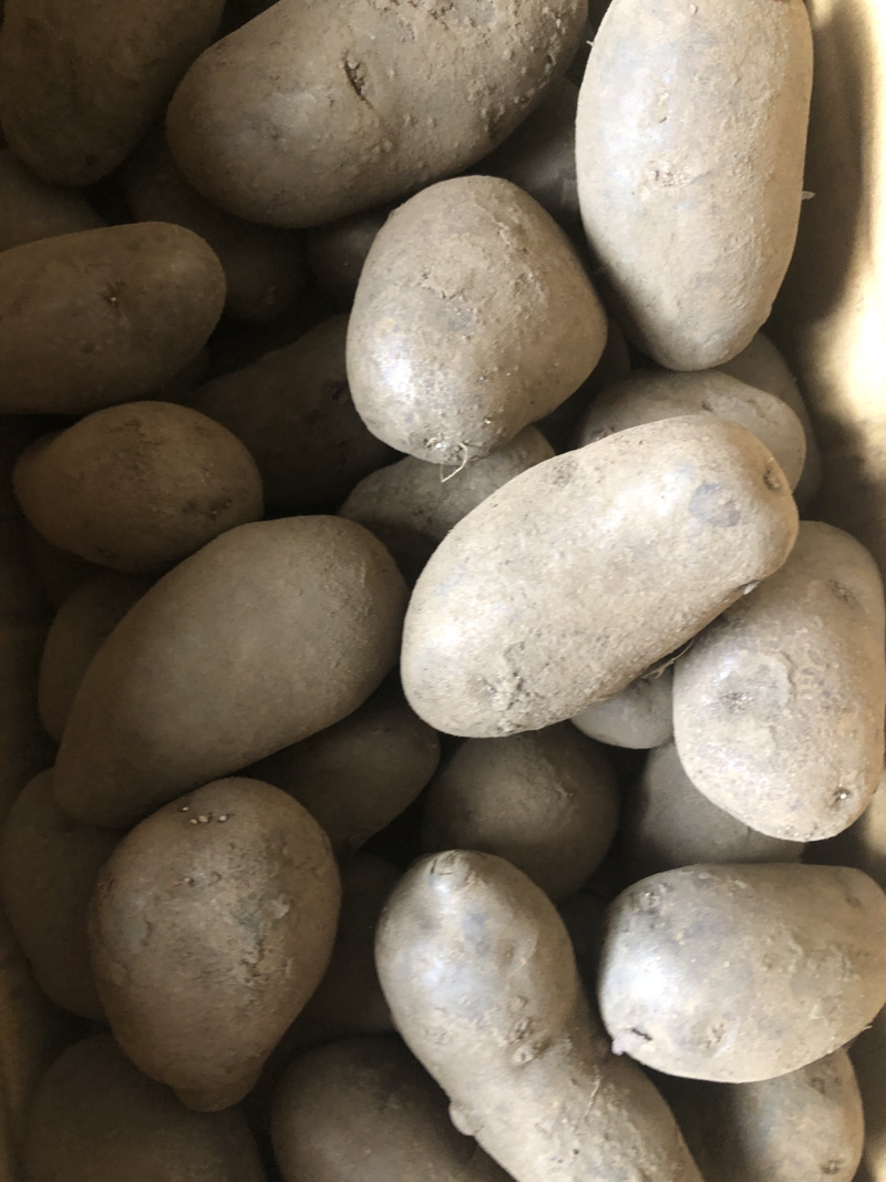紫土豆黑土豆花青素土豆批发