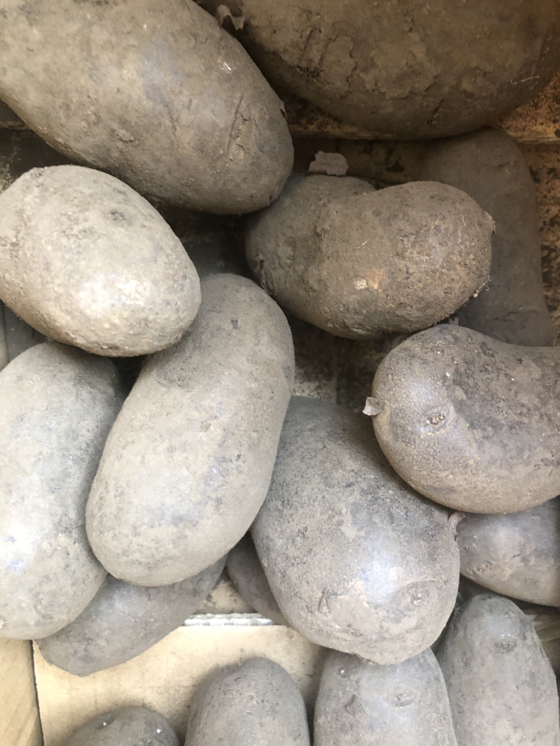 紫土豆黑土豆花青素土豆批发
