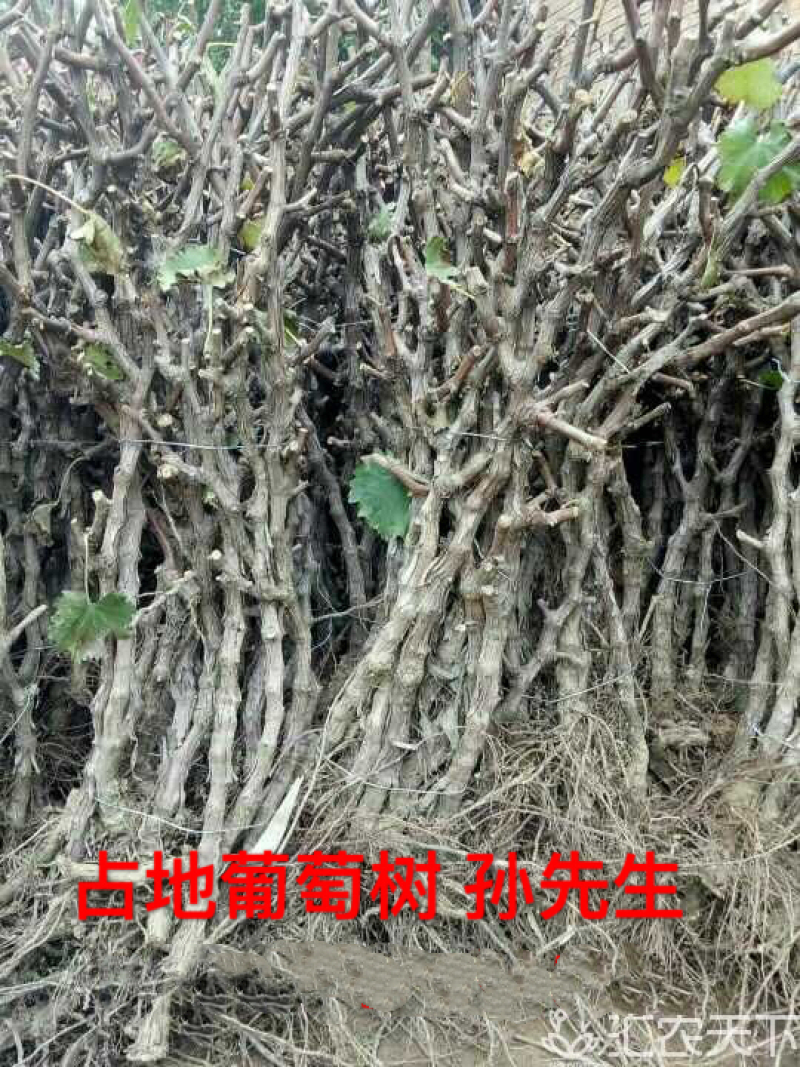 各种规格占地葡萄树，根须好，成活率高，一手货源，诚信经营
