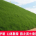 护坡高羊茅草种子护坡固土耐寒抗热四季青四季青种子