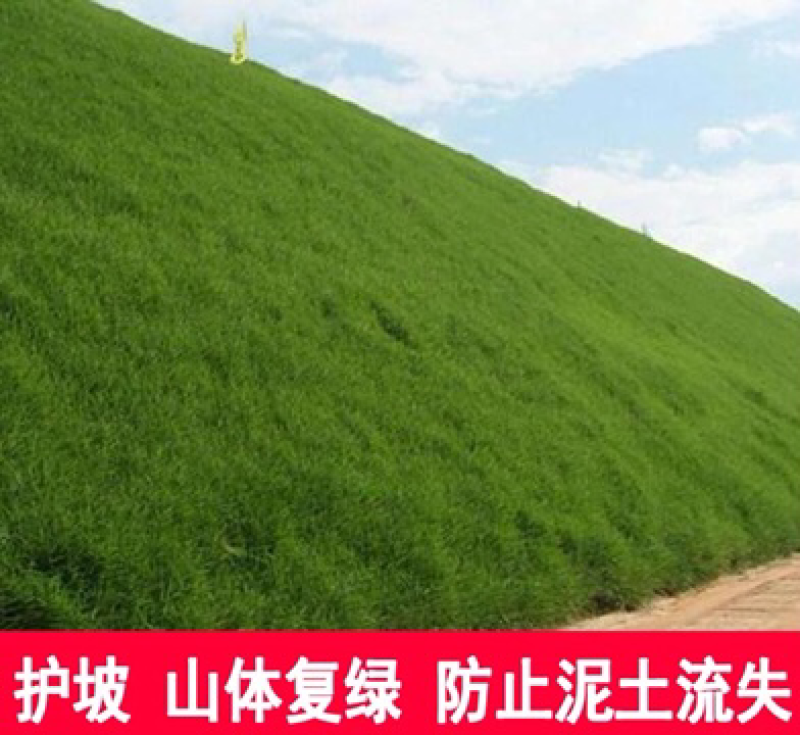 护坡高羊茅草种子护坡固土耐寒抗热四季青四季青种子