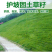 护坡高羊茅草种子护坡固土耐寒抗热四季青四季青种子