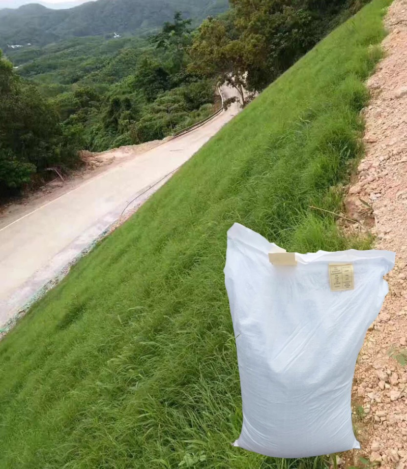 护坡高羊茅草种子护坡固土耐寒抗热四季青四季青种子