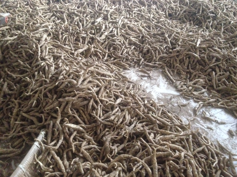 正宗山东郓城虫草参地参优质种参泽兰根虫草地参