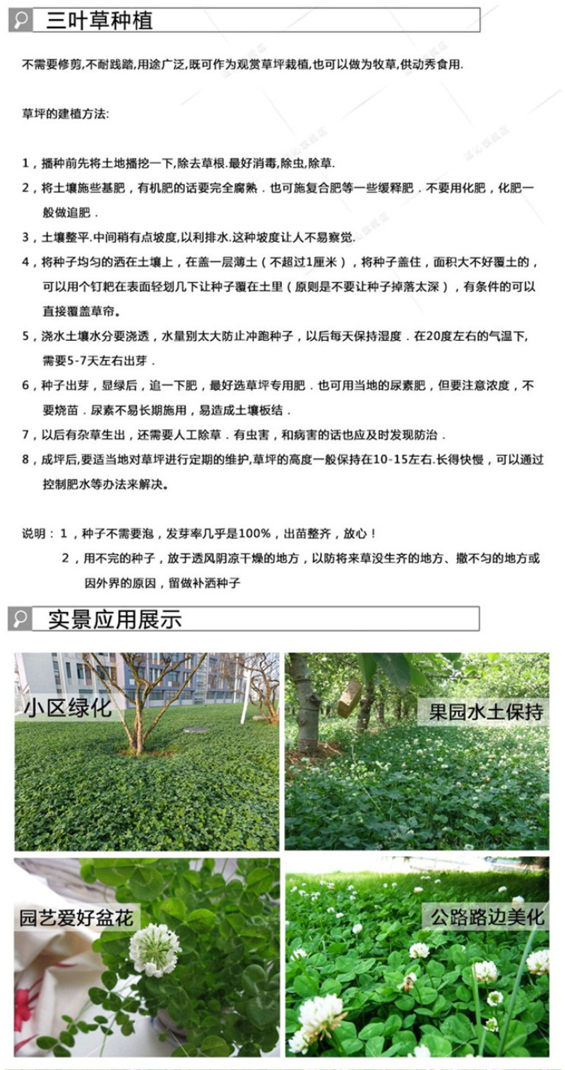 红三叶草种子白三叶进口四季青草坪牧草绿肥景观绿化庭院阳台