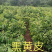 黑黄皮苗，甜黄皮苗，鸡心黄皮苗