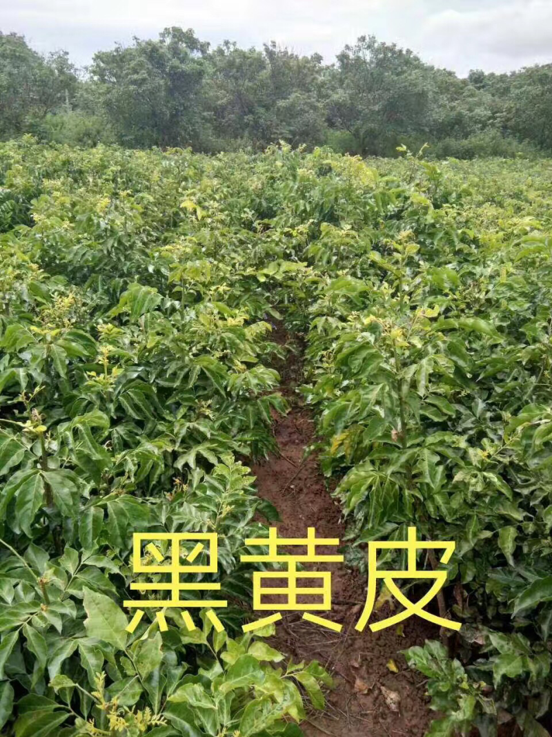 黑黄皮苗，甜黄皮苗，鸡心黄皮苗