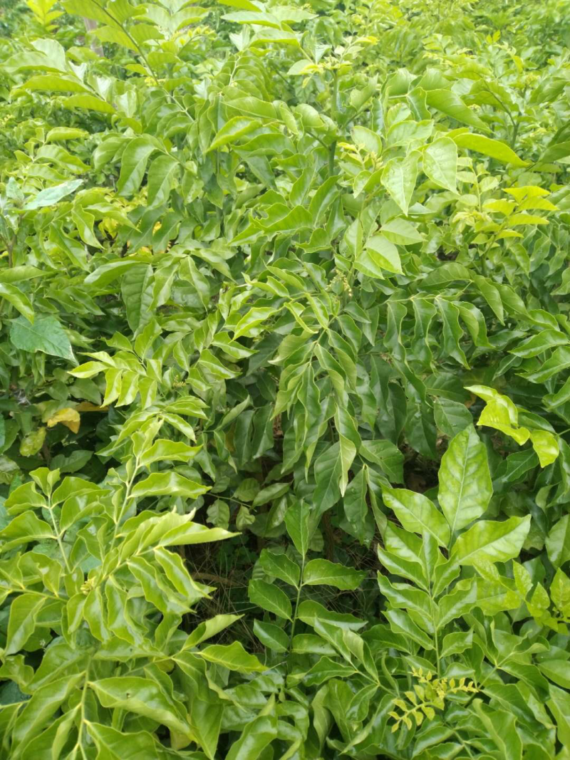 黑黄皮苗，甜黄皮苗，鸡心黄皮苗
