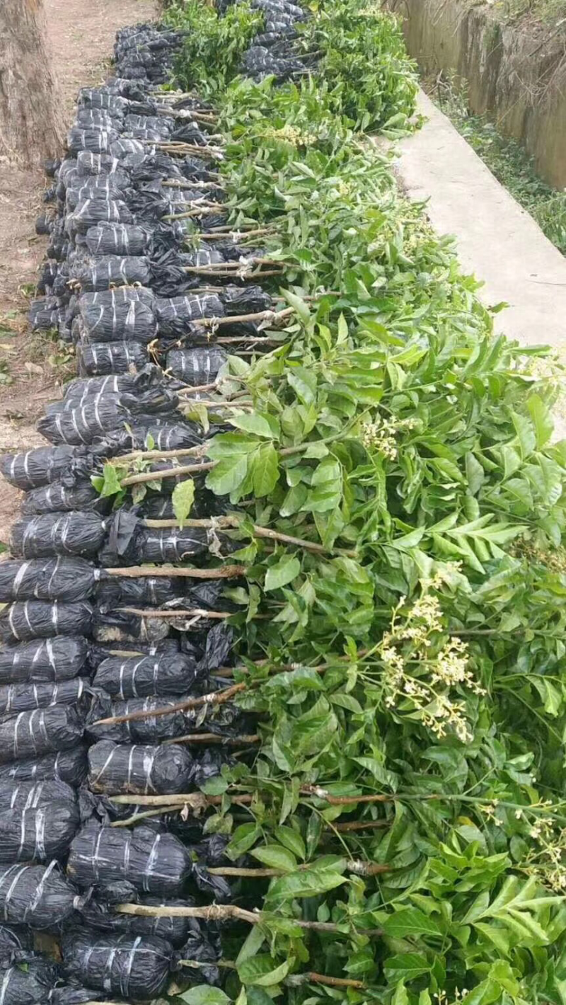 黑黄皮苗，甜黄皮苗，鸡心黄皮苗