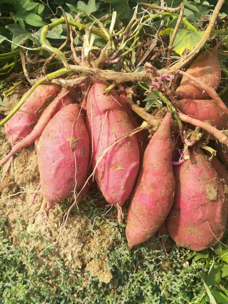 红薯