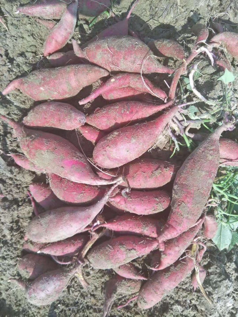 红薯