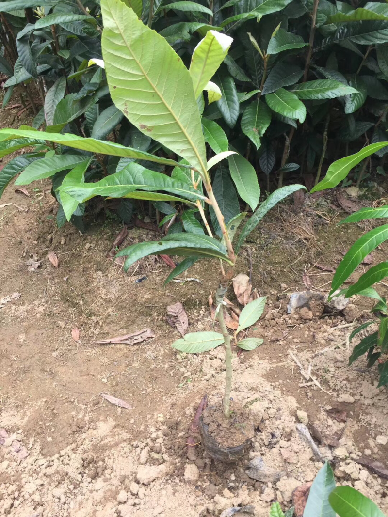 大五星枇杷苗81~110cm