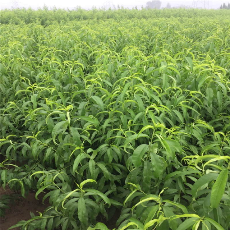 中油5号油桃苗丰产早熟品种