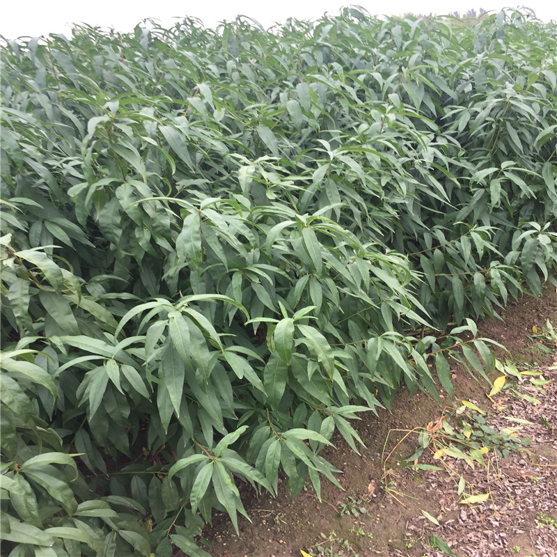 中油5号油桃苗丰产早熟品种