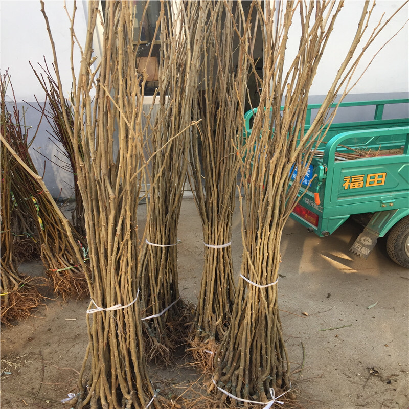 中油5号油桃苗丰产早熟品种