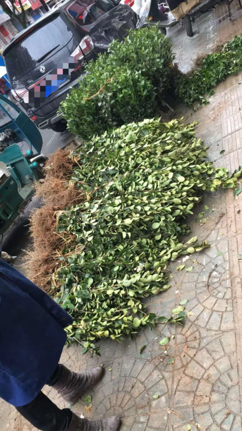 🔥促销【企业认证】油茶树苗大果高产见效快出油高