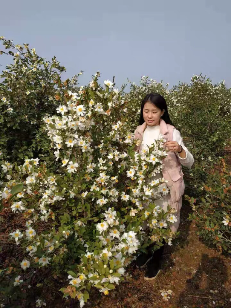 🔥促销【企业认证】油茶树苗大果高产见效快出油高