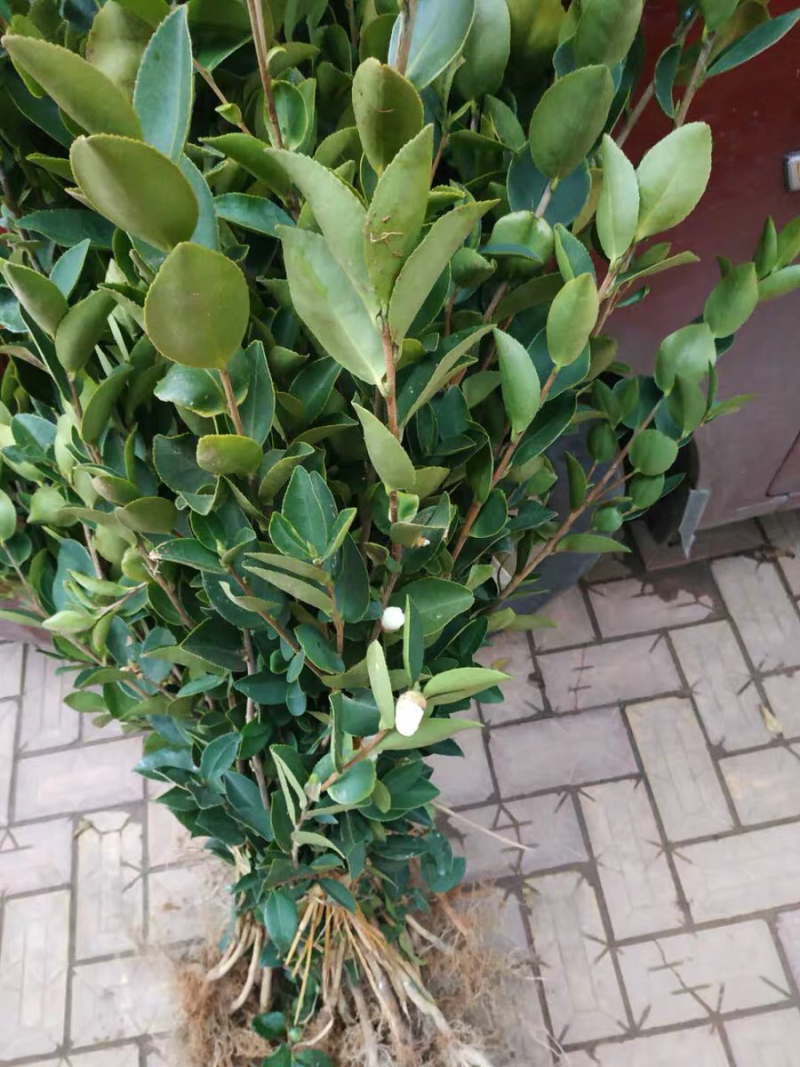 🔥促销【企业认证】油茶树苗大果高产见效快出油高