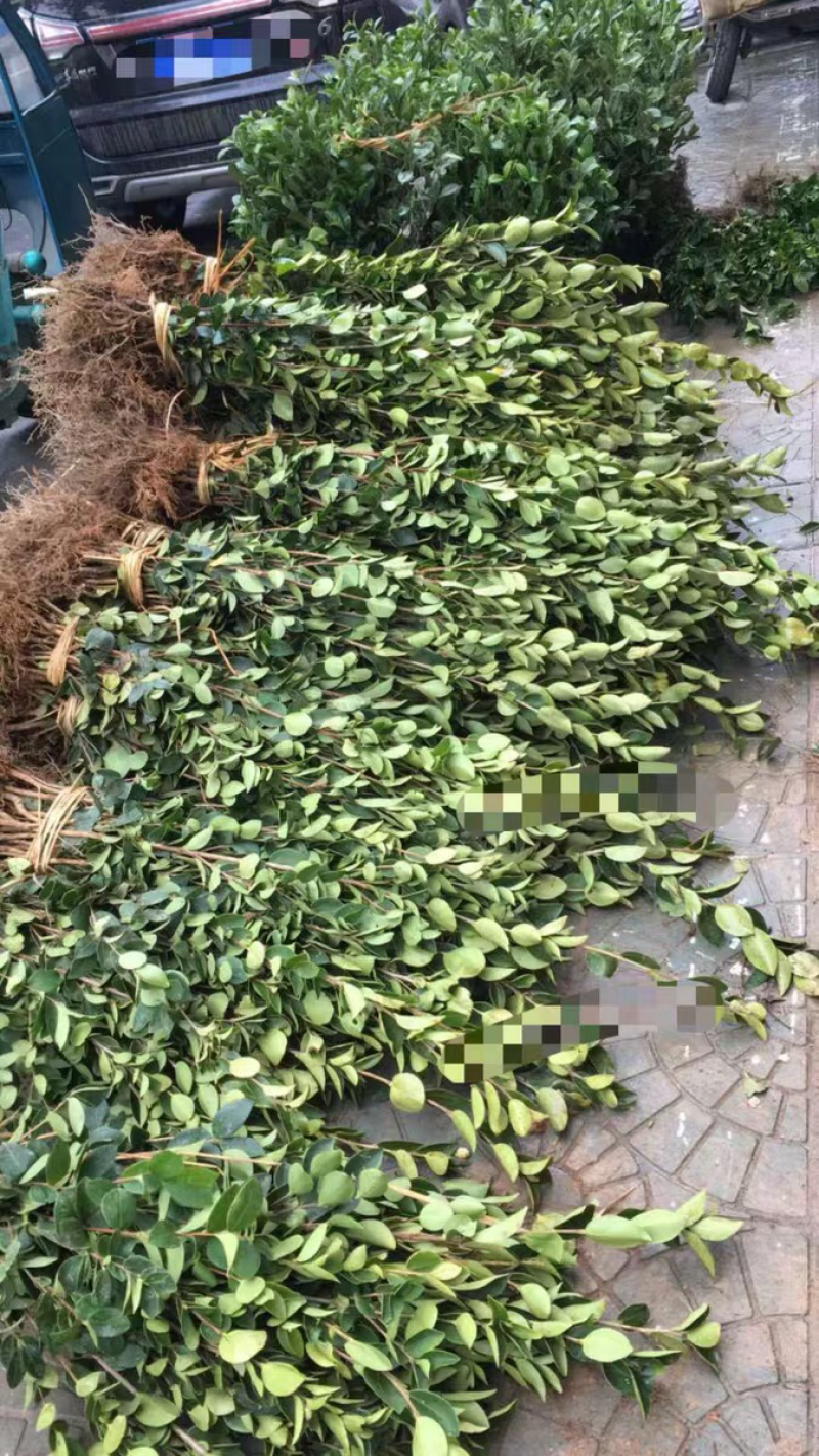 🔥促销【企业认证】油茶树苗大果高产见效快出油高