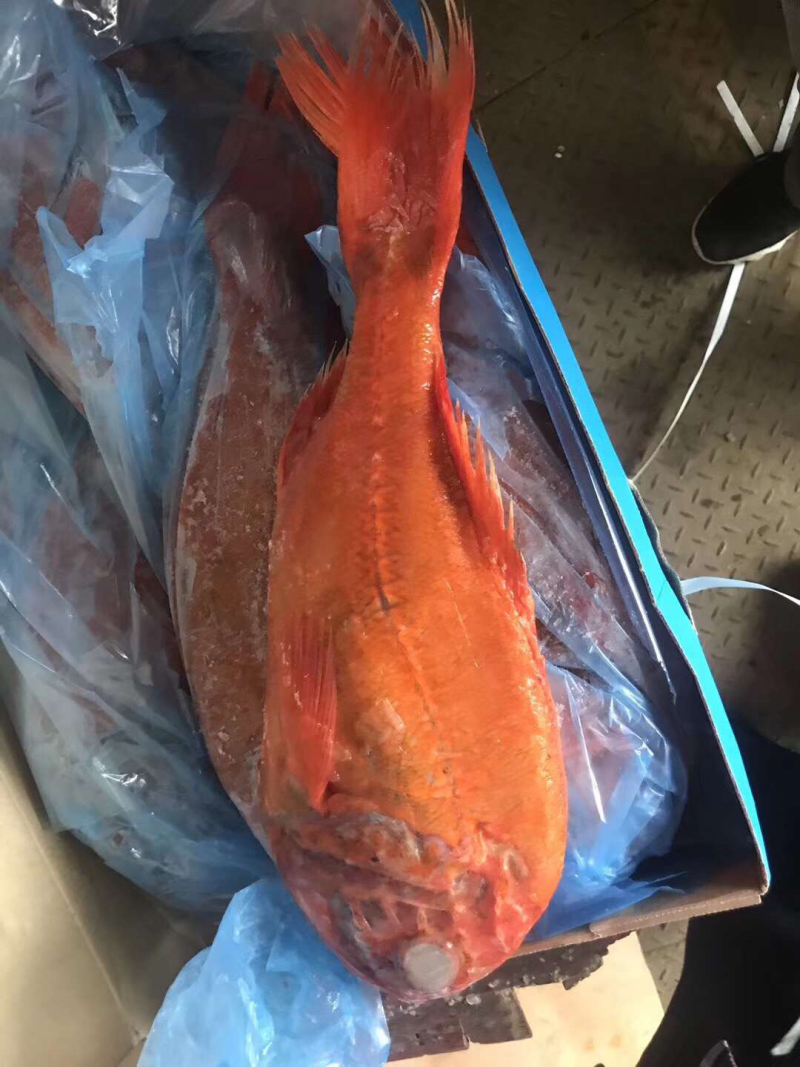 长寿鱼