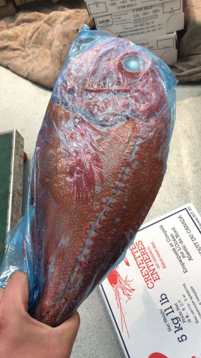 长寿鱼