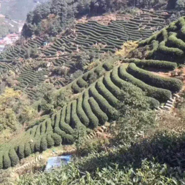 龙井茶自产自销，自家农场种植基地，无污染，欢迎大家选购