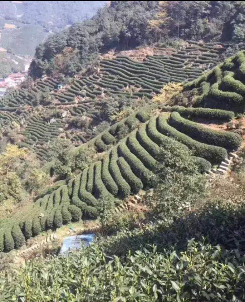 龙井茶自产自销，自家农场种植基地，无污染，欢迎大家选购