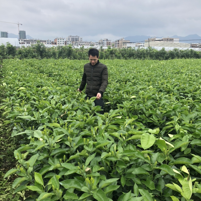产地直销甜葡萄柚鸡尾葡萄柚苗台湾青柚苗，青皮甜葡萄柚苗