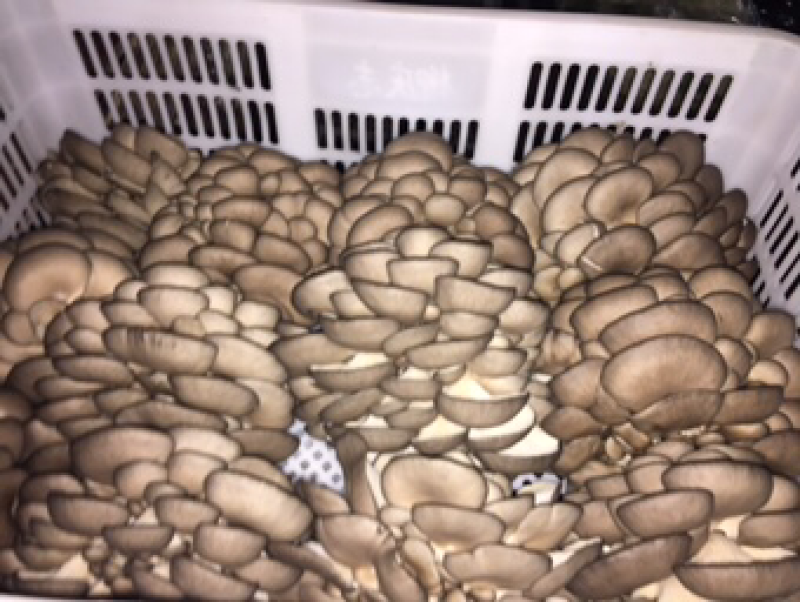 常年各级平菇蘑菇菌种，菌棒