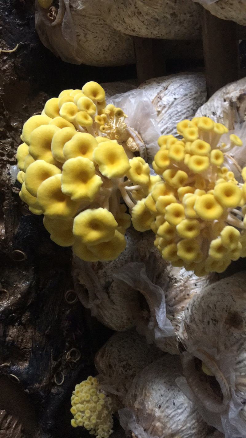 常年各级平菇蘑菇菌种，菌棒