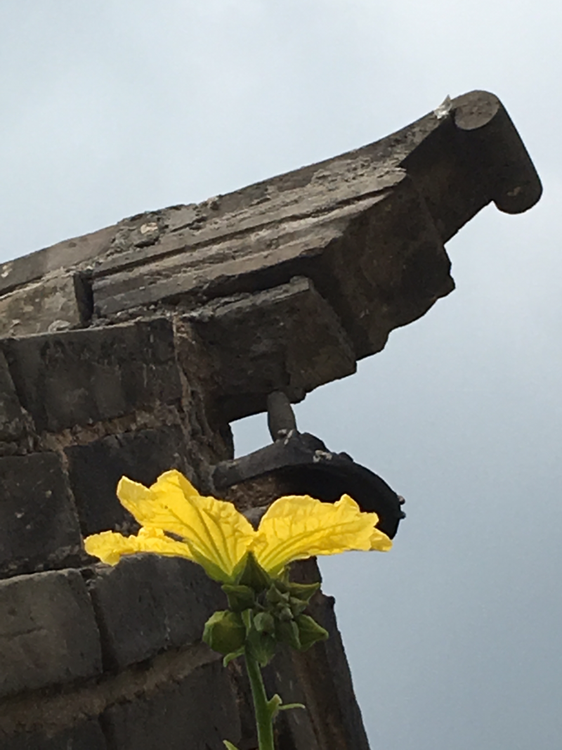 常年各级平菇蘑菇菌种，菌棒