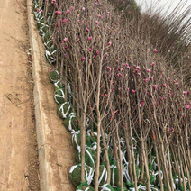 紫玉兰玉兰树绿化苗木供应玉兰小苗工程用苗