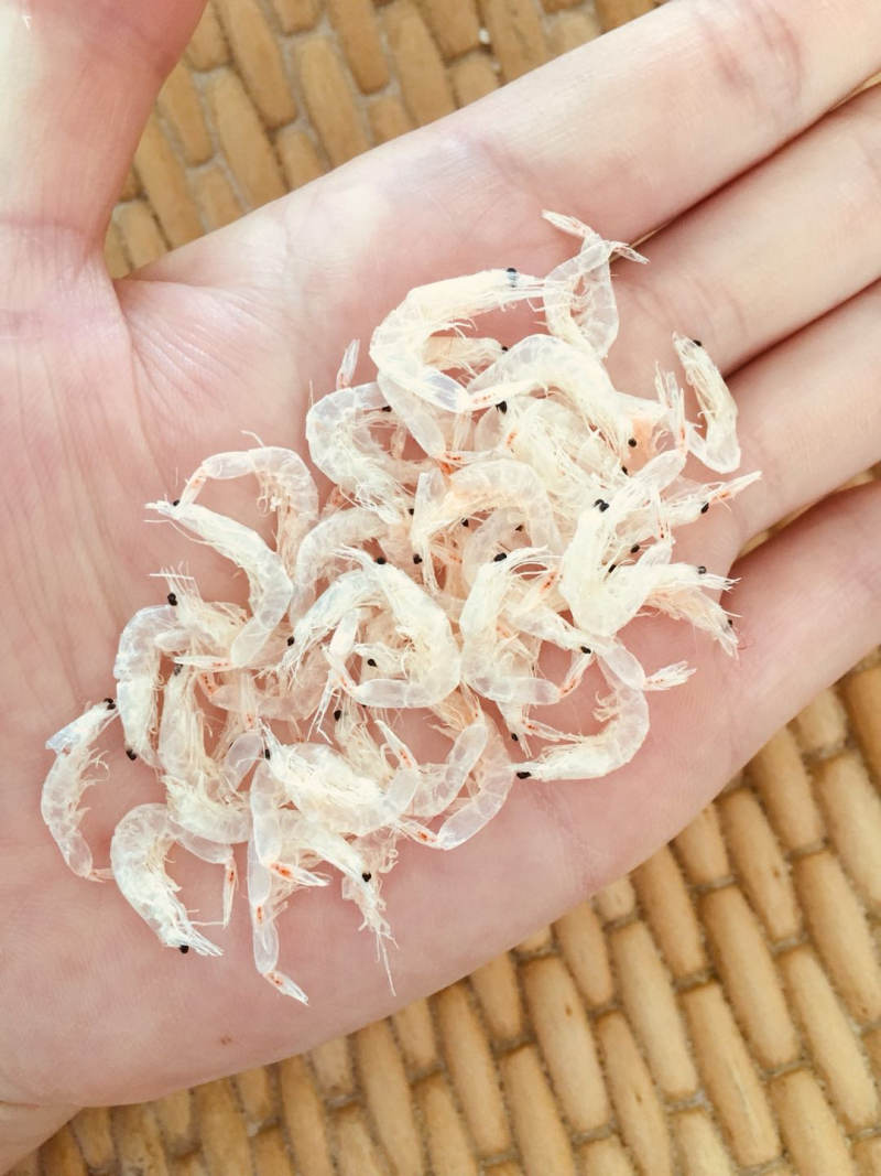 淡干虾皮辅食虾米宝宝非盐虾皮