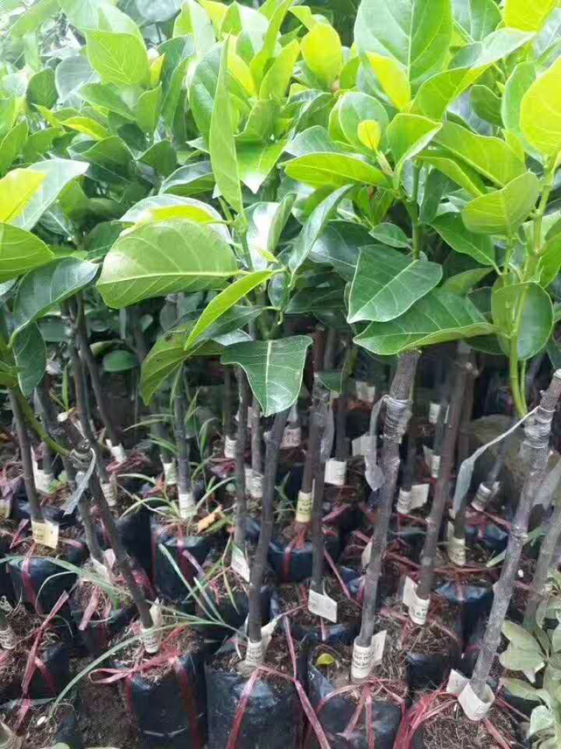 马来西亚1号菠萝蜜苗，气温达到，一年多次开花结果