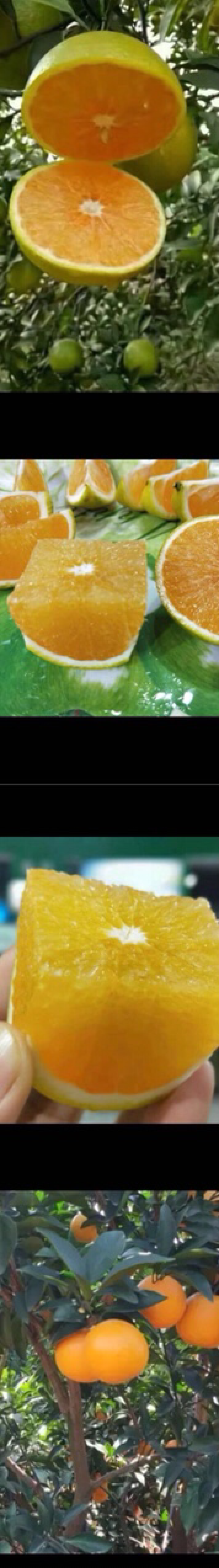 红江橙苗无籽少籽红橙苗绿橙苗