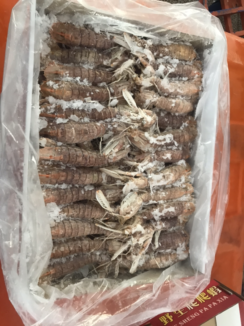 皮皮虾