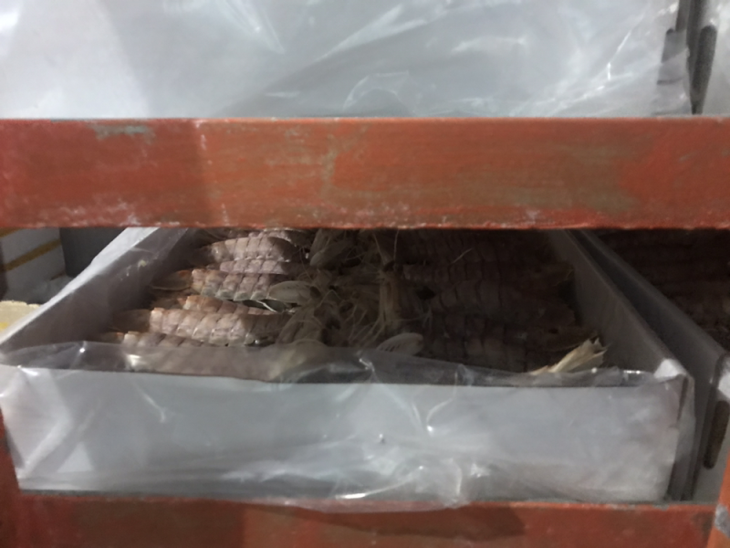皮皮虾