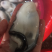 生蚝肉蚝厂直销鲜货现开现卖，有大中小三种规格
