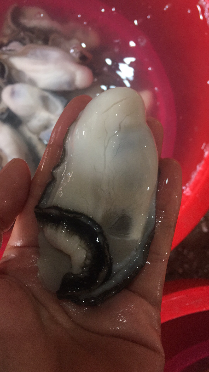 生蚝肉蚝厂直销鲜货现开现卖，有大中小三种规格