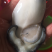 生蚝肉蚝厂直销鲜货现开现卖，有大中小三种规格