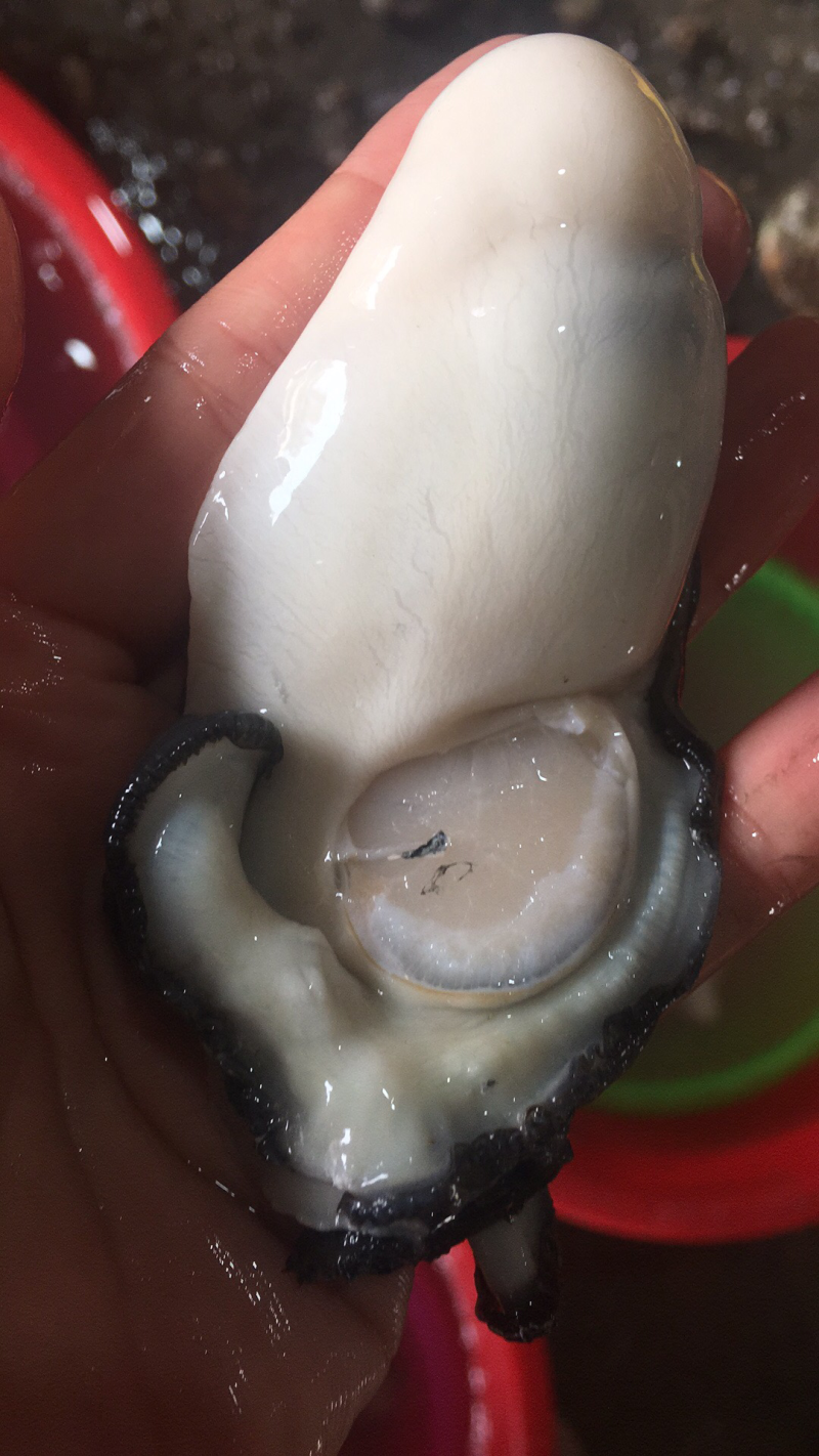 生蚝肉蚝厂直销鲜货现开现卖，有大中小三种规格