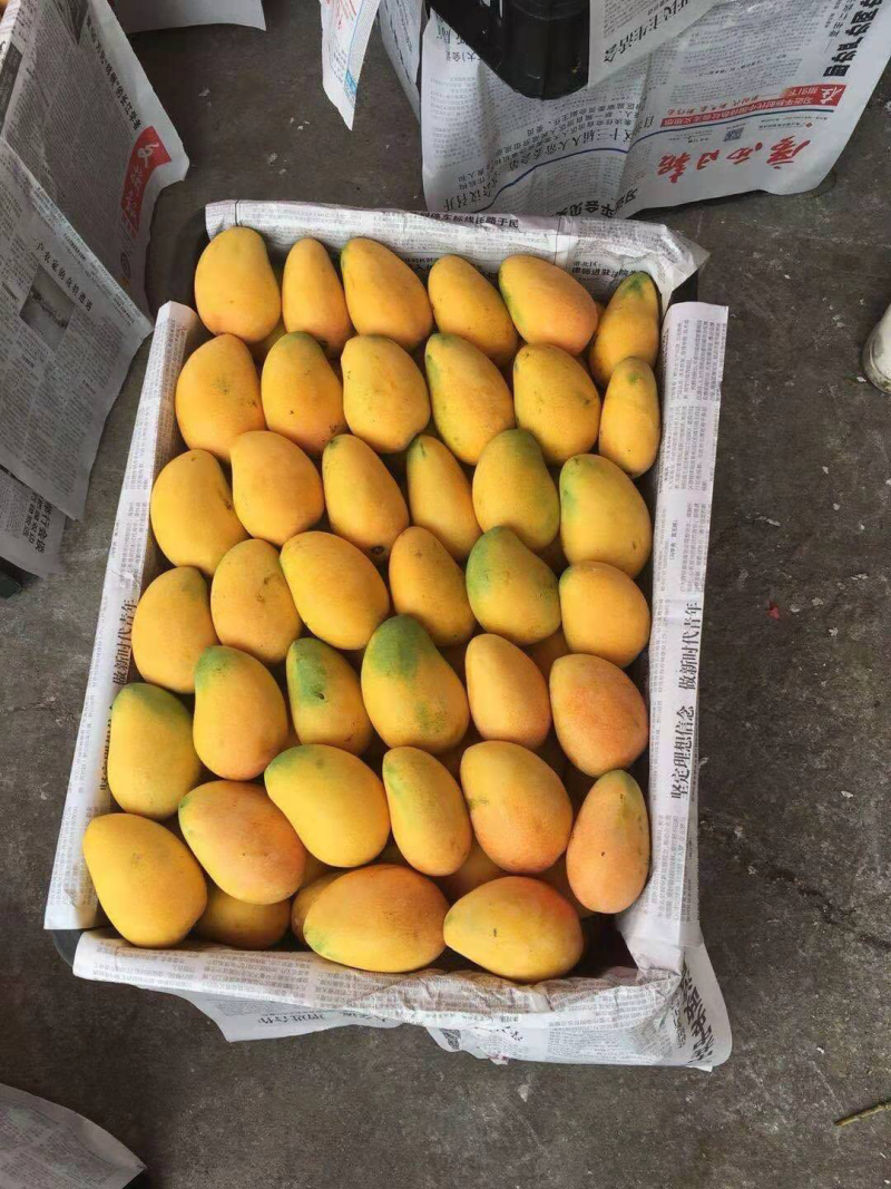 海南芒果新鲜小台芒小台芒果黄皮甜心一件代发