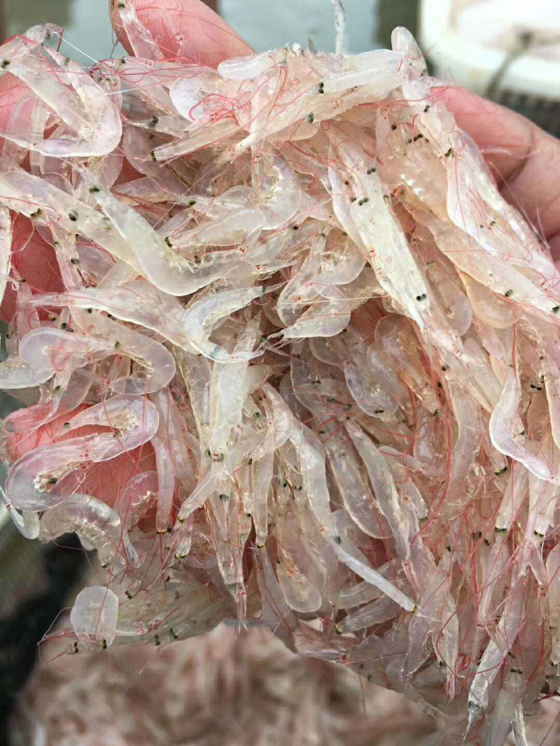 虾皮粉
